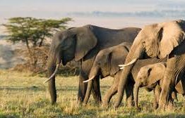 elephant