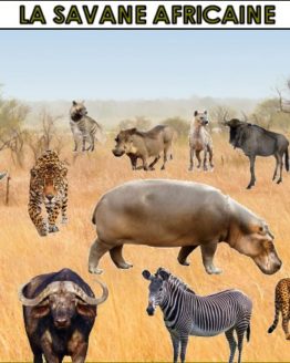 savane 5 five