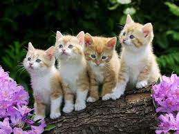 chat
